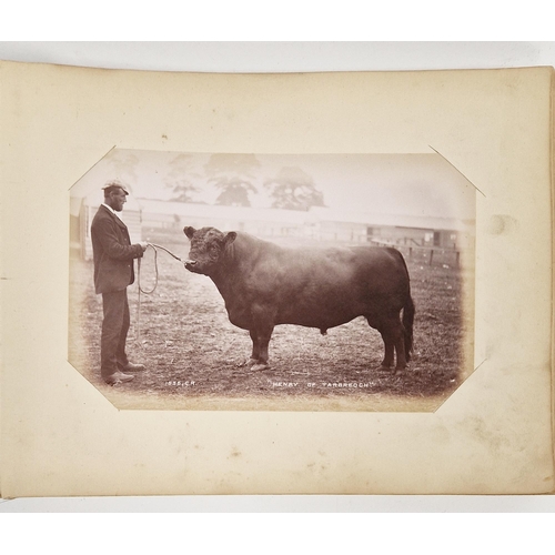 222 - Animal Studies by Charles Reid (1837-1929), Wishaw, mounted with images of cattle, horses, birds, sh... 