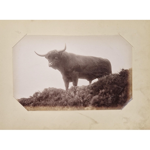 222 - Animal Studies by Charles Reid (1837-1929), Wishaw, mounted with images of cattle, horses, birds, sh... 