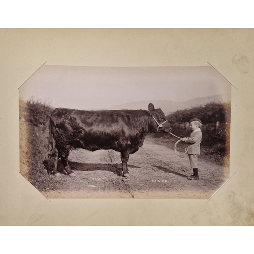 222 - Animal Studies by Charles Reid (1837-1929), Wishaw, mounted with images of cattle, horses, birds, sh... 