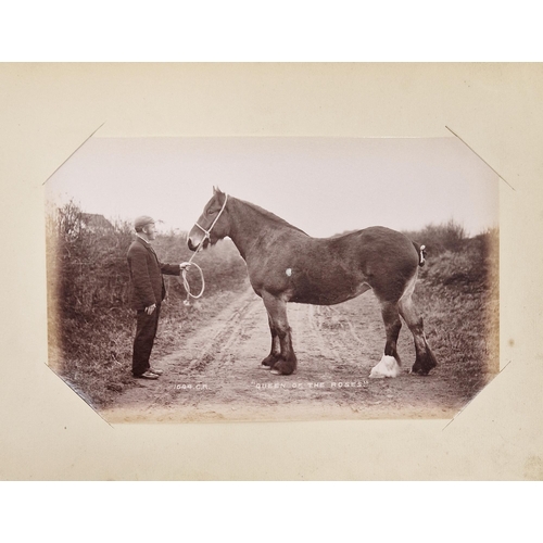 222 - Animal Studies by Charles Reid (1837-1929), Wishaw, mounted with images of cattle, horses, birds, sh... 