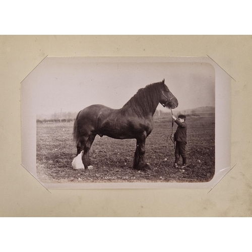 222 - Animal Studies by Charles Reid (1837-1929), Wishaw, mounted with images of cattle, horses, birds, sh... 