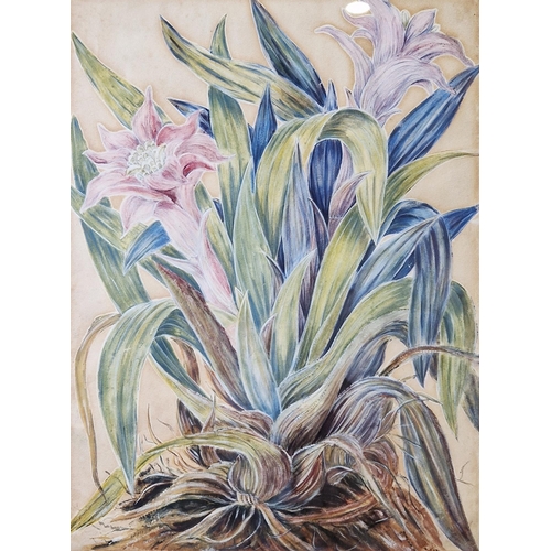 371 - 20th century school
 Watercolour and gouache
 Two floral studies, one of a cactus flower the other o... 