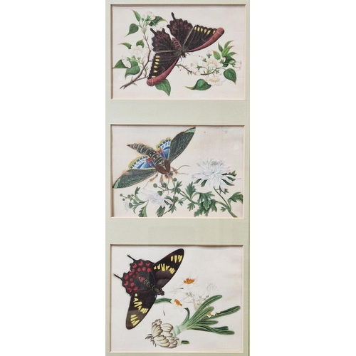 382 - Late 19th/early 20th century Chinese school
 watercolour/gouache on rice paper
 Set of six studies o... 