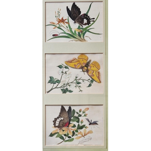 382 - Late 19th/early 20th century Chinese school
 watercolour/gouache on rice paper
 Set of six studies o... 