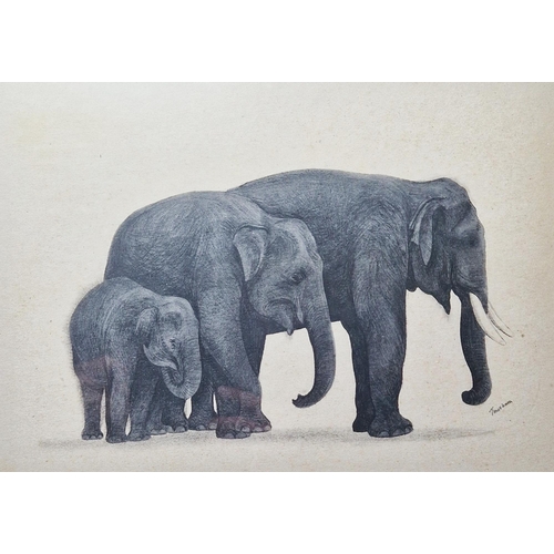 394 - Thushara (Sri Lanka)
 Watercolour
 Set of four studies of elephants, signed lower right, framed and ... 