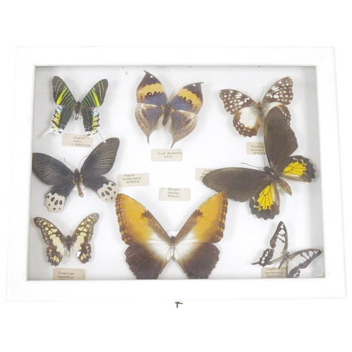 140 - Taxidermy - glazed display case containing eight mounted taxidermy butterflies, case measures 39cm x... 