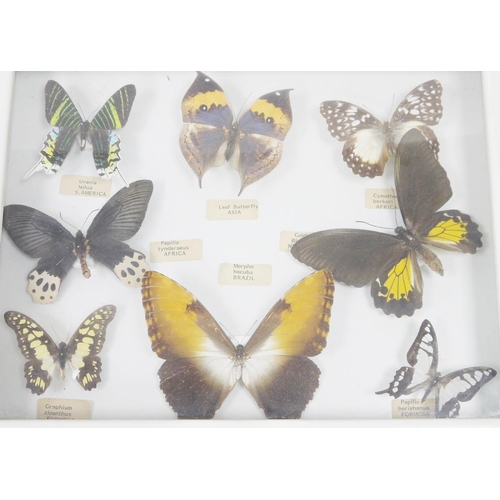 140 - Taxidermy - glazed display case containing eight mounted taxidermy butterflies, case measures 39cm x... 