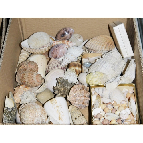 182 - Two boxes of mixed sea shells including two necklaces, boxed