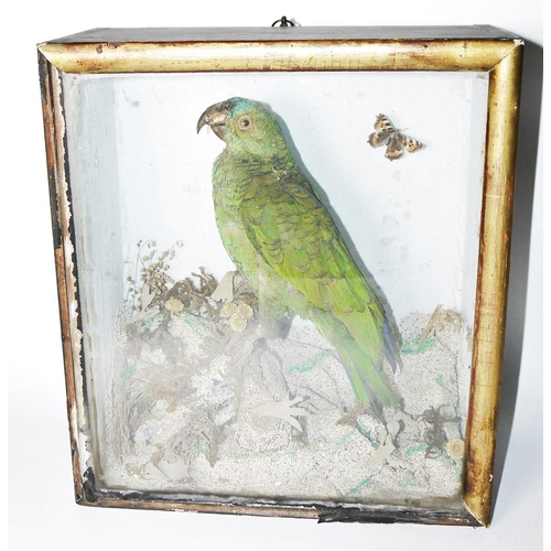 135 - Taxidermy - Amazon green parrot and a butterfly set within a display with a naturalistic setting, 34... 