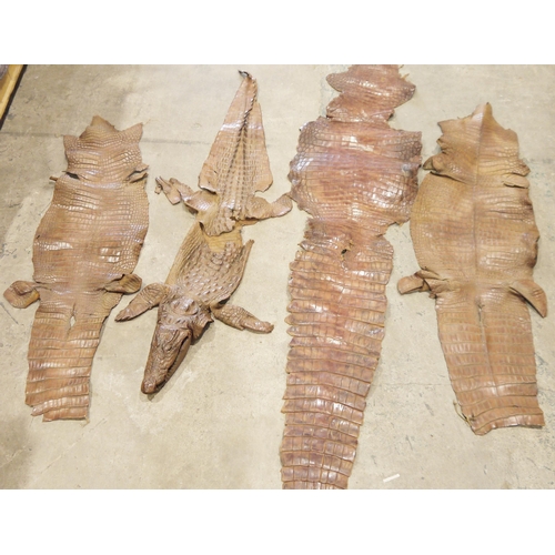 136 - Four crocodile skins, one complete with head and feet 203cm long, together with three further skins ... 