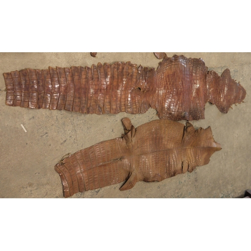 136 - Four crocodile skins, one complete with head and feet 203cm long, together with three further skins ... 