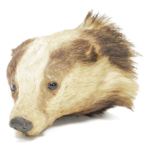 138 - Taxidermy badger's head mounted on a modern bracket, 26cm long