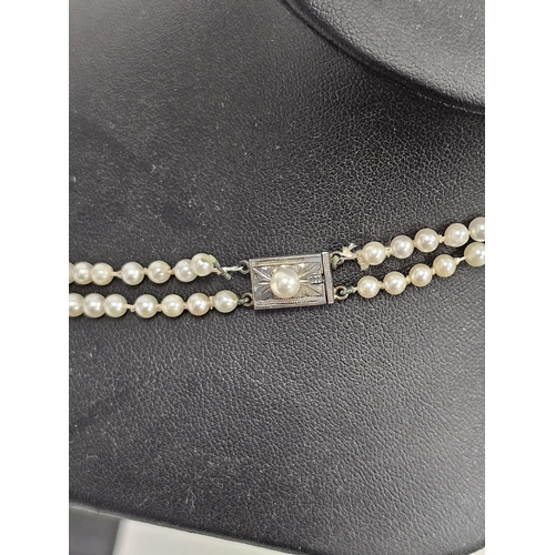 613 - Double strand of graduated cultured pearls with silver coloured metal clasp in blue velvet box inscr... 