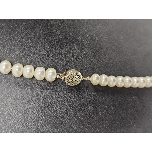 640 - String graduated cultured pearls on gilt metal clasp