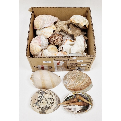 127 - Collection of seashells and starfish including tun shells, large clam shells, melon shell, barnacle ... 