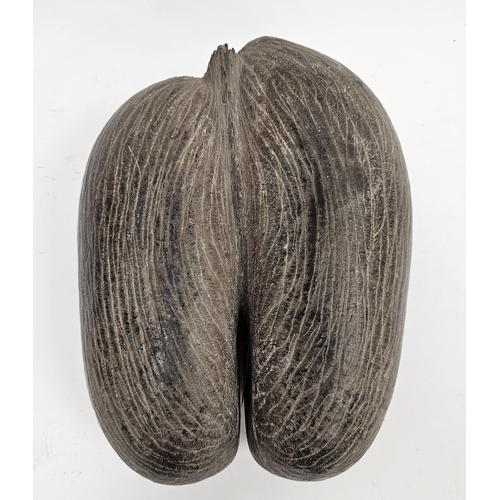 244 - Coco De Mer nut (Lodoicea Maldivica), polished to top and of typical form, 32cm x 24cm