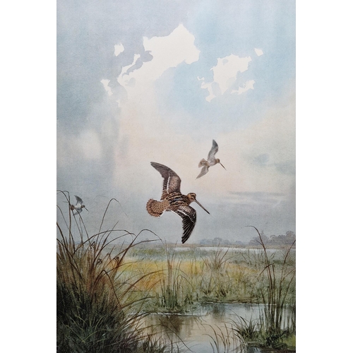 305 - After John Cyril Harrison (1898-1985)
 Two limited edition prints in colours, the first of a snipe i... 