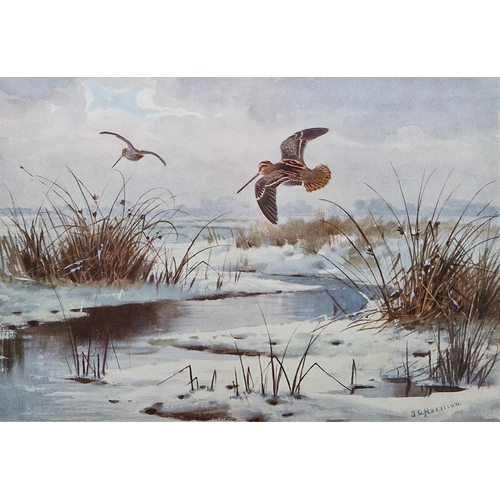 306 - After John Cyril Harrison (1898-1985)
 Two prints in colours, the first of grouse in wooded landscap... 