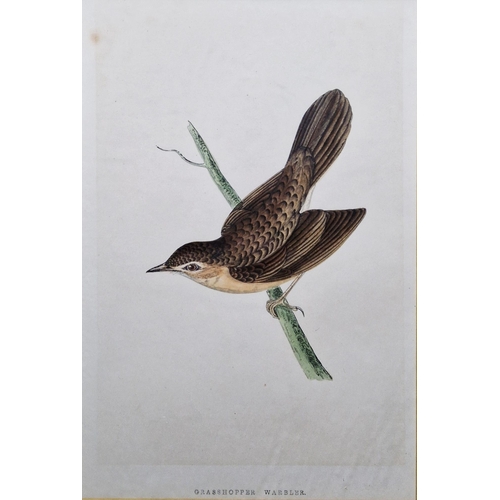 311 - Ten framed ornithological prints, eight in corresponding burr frames, including the Wood Warbler, Ch... 