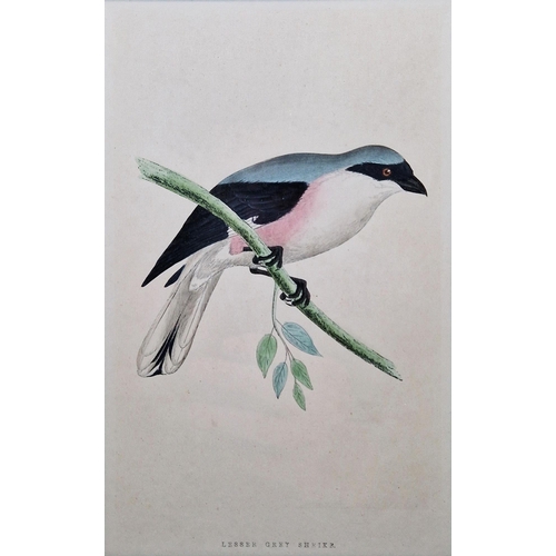 311 - Ten framed ornithological prints, eight in corresponding burr frames, including the Wood Warbler, Ch... 