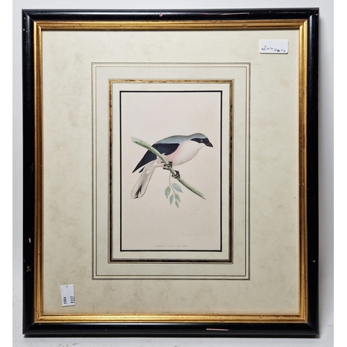 311 - Ten framed ornithological prints, eight in corresponding burr frames, including the Wood Warbler, Ch... 