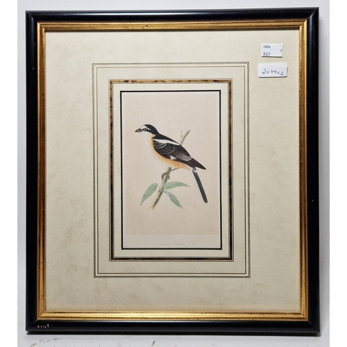 311 - Ten framed ornithological prints, eight in corresponding burr frames, including the Wood Warbler, Ch... 