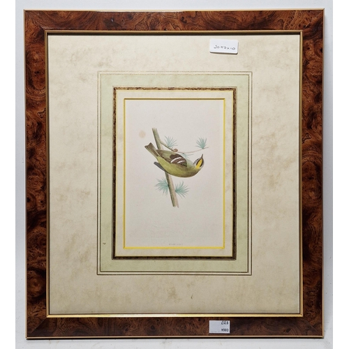 311 - Ten framed ornithological prints, eight in corresponding burr frames, including the Wood Warbler, Ch... 