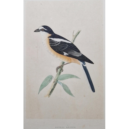 311 - Ten framed ornithological prints, eight in corresponding burr frames, including the Wood Warbler, Ch... 