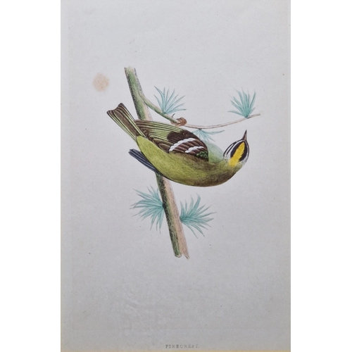 311 - Ten framed ornithological prints, eight in corresponding burr frames, including the Wood Warbler, Ch... 