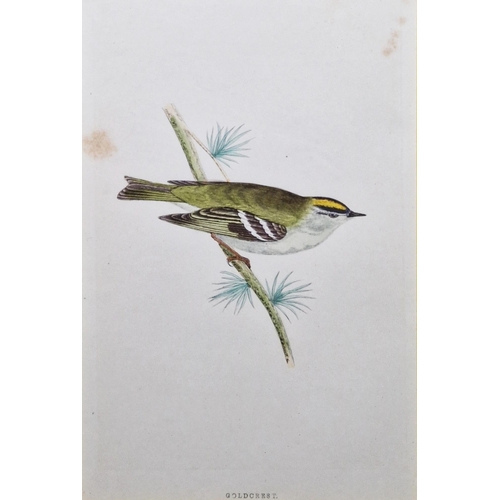 311 - Ten framed ornithological prints, eight in corresponding burr frames, including the Wood Warbler, Ch... 