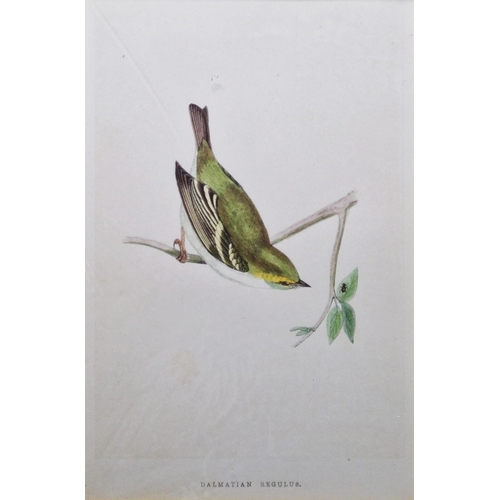 311 - Ten framed ornithological prints, eight in corresponding burr frames, including the Wood Warbler, Ch... 