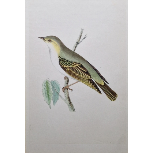 311 - Ten framed ornithological prints, eight in corresponding burr frames, including the Wood Warbler, Ch... 