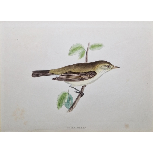 311 - Ten framed ornithological prints, eight in corresponding burr frames, including the Wood Warbler, Ch... 