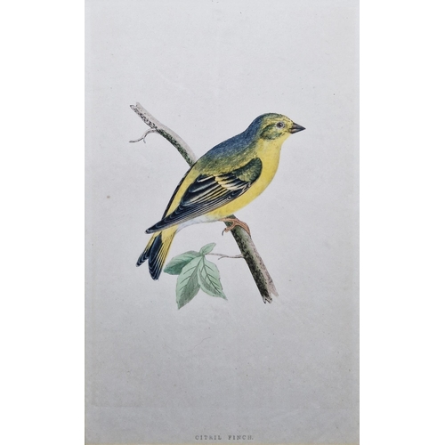 311 - Ten framed ornithological prints, eight in corresponding burr frames, including the Wood Warbler, Ch... 