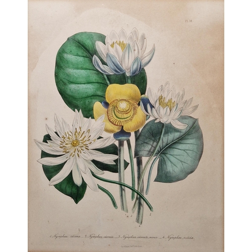 312 - After William Day & Louis Haghe (Pub.,19th century)
 Four coloured botanical lithograph plates on pa... 