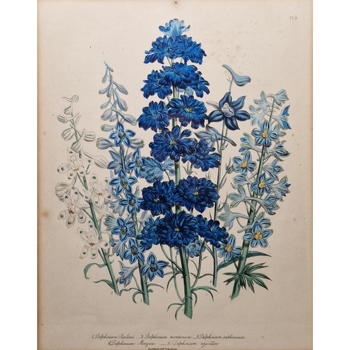 312 - After William Day & Louis Haghe (Pub.,19th century)
 Four coloured botanical lithograph plates on pa... 