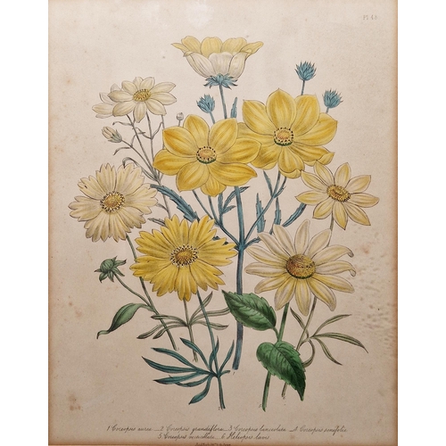 312 - After William Day & Louis Haghe (Pub.,19th century)
 Four coloured botanical lithograph plates on pa... 