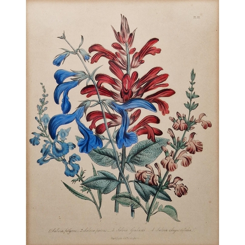 312 - After William Day & Louis Haghe (Pub.,19th century)
 Four coloured botanical lithograph plates on pa... 