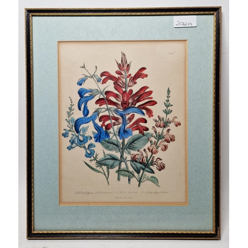 312 - After William Day & Louis Haghe (Pub.,19th century)
 Four coloured botanical lithograph plates on pa... 