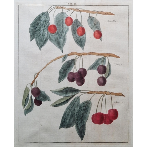 314 - After Johann Hermann Knoop (1700-1769)
 Seven hand coloured botanical engraved plates, depicting fru... 