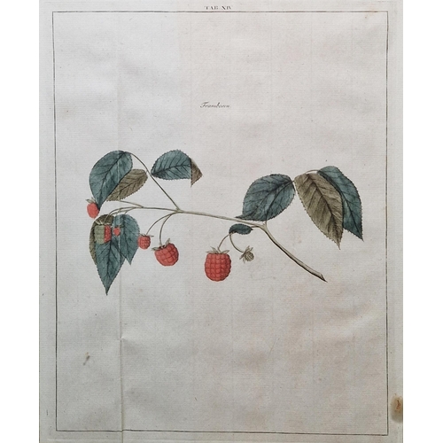 314 - After Johann Hermann Knoop (1700-1769)
 Seven hand coloured botanical engraved plates, depicting fru... 