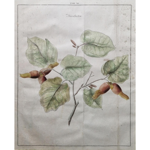 314 - After Johann Hermann Knoop (1700-1769)
 Seven hand coloured botanical engraved plates, depicting fru... 