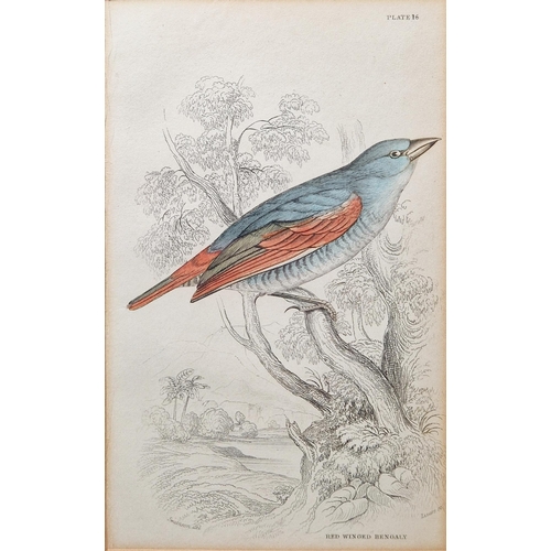 320 - After Frederick P. Nodder, (Pub, 1751-1800)
 Two hand coloured engravings of birds, each with the pu... 