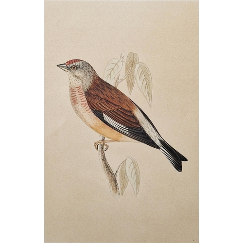 320 - After Frederick P. Nodder, (Pub, 1751-1800)
 Two hand coloured engravings of birds, each with the pu... 