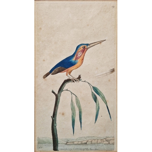 320 - After Frederick P. Nodder, (Pub, 1751-1800)
 Two hand coloured engravings of birds, each with the pu... 