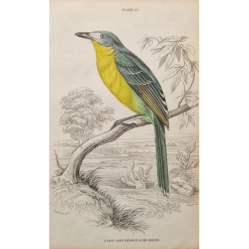 320 - After Frederick P. Nodder, (Pub, 1751-1800)
 Two hand coloured engravings of birds, each with the pu... 