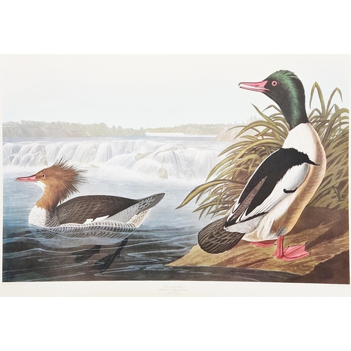 322 - After John James Audubon (1785-1851)
 Colour print
 