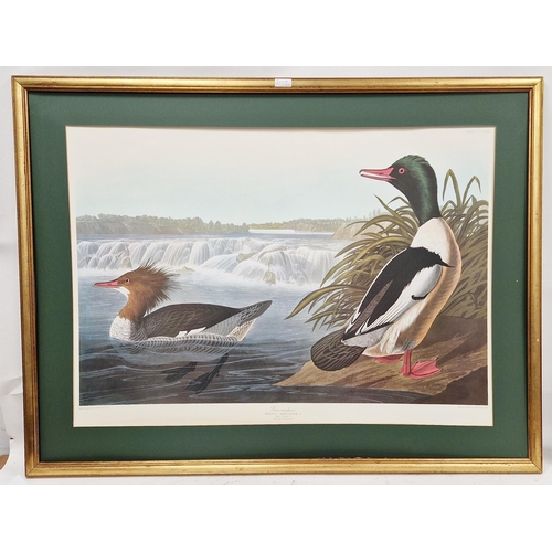 322 - After John James Audubon (1785-1851)
 Colour print
 