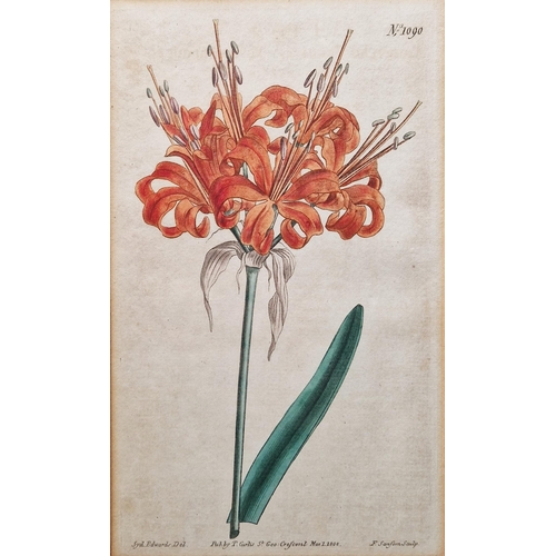 327 - After Sydenham Edwards (1768-1819)
 Five hand-coloured botanical engravings
 Each titled, published ... 