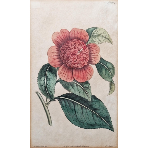 327 - After Sydenham Edwards (1768-1819)
 Five hand-coloured botanical engravings
 Each titled, published ... 